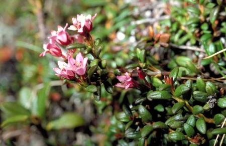La petite fleur rose